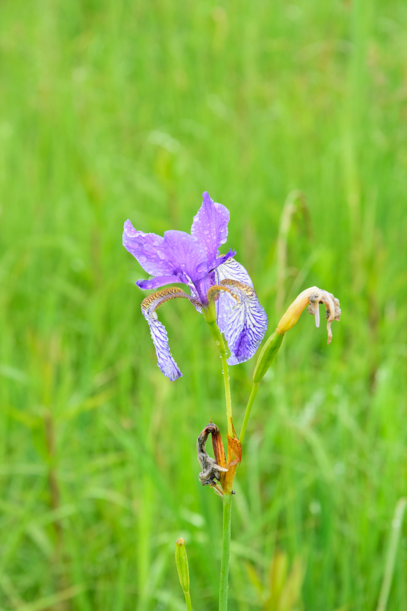 20240602073421 AOA0268